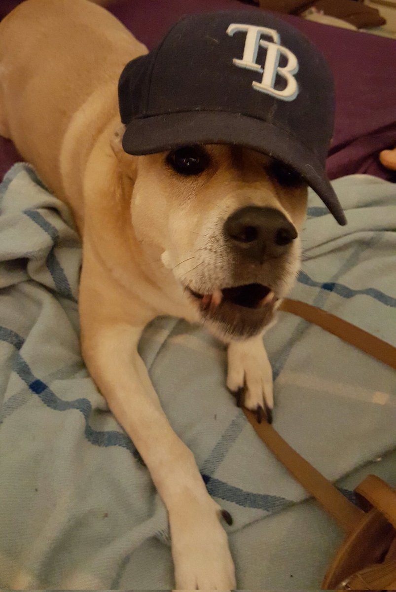 BlackLightning5's tweet photo. @TBLightning @simmie_golub just lost her best friend of 15 years today. Please win this one for Gosie, you were her favorite hockey team #3elieve #3eTheThunder #Back2Back2BackEastChamps #RIPGosie https://t.co/ijhkBZFMFi