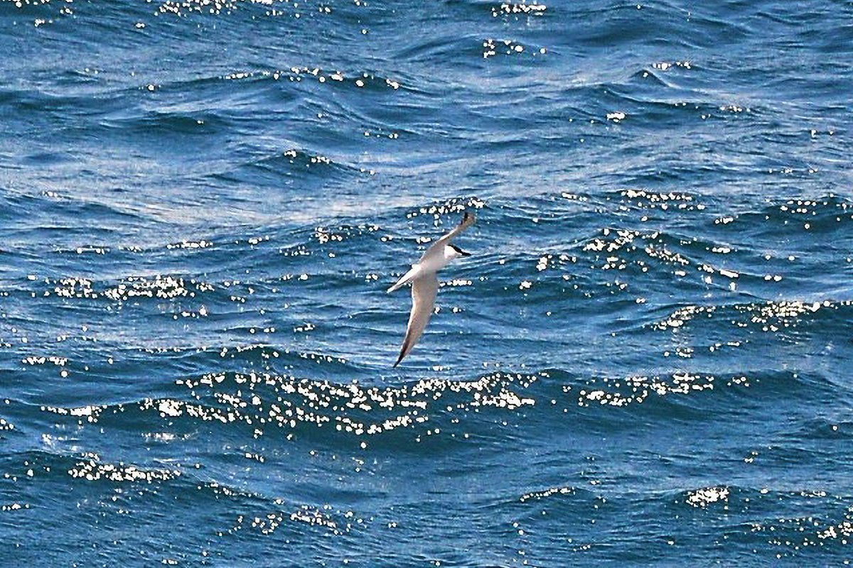 Gull-billed tern (Gelochelidon nilotica) 📷 By Paul Rocca, today from #EuropaPoint @BirdingRasta #Gibraltar #BirdsSeenIn2022 @GibMarine @ThinkingGreenGI @gonhsgib @GibraltarBirds @Britnatureguide @robbieaperez @2222Zeus