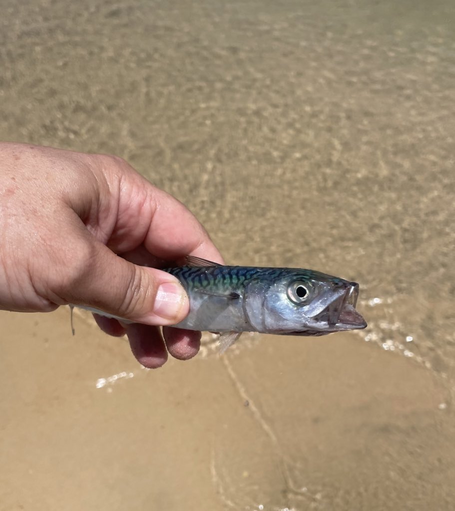 En vuestra experta opinión ¿el pez es de verdad o es de plástico de uso para la pesca y así pescar otros más grande?

Opinad!!

Aah y cuidado con los anzuelos que hay quienes son torpes hasta decir basta. Aunque se piensen ser los más listos del mundo mundial. Ahí lo dejo.