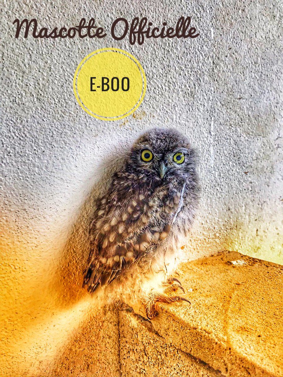 eBoo HIS tweet media