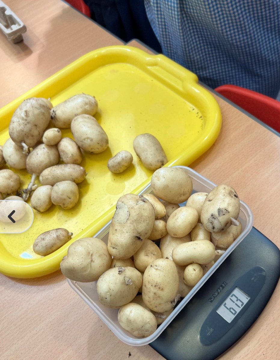 stburns5's tweet photo. We enjoyed taking part in the Angus Potato Project! Not a bumper crop but we are proud 😊 Thanks for the opportunity @RHETAngusCI @CarlogiePS https://t.co/OwQscI8Ftx