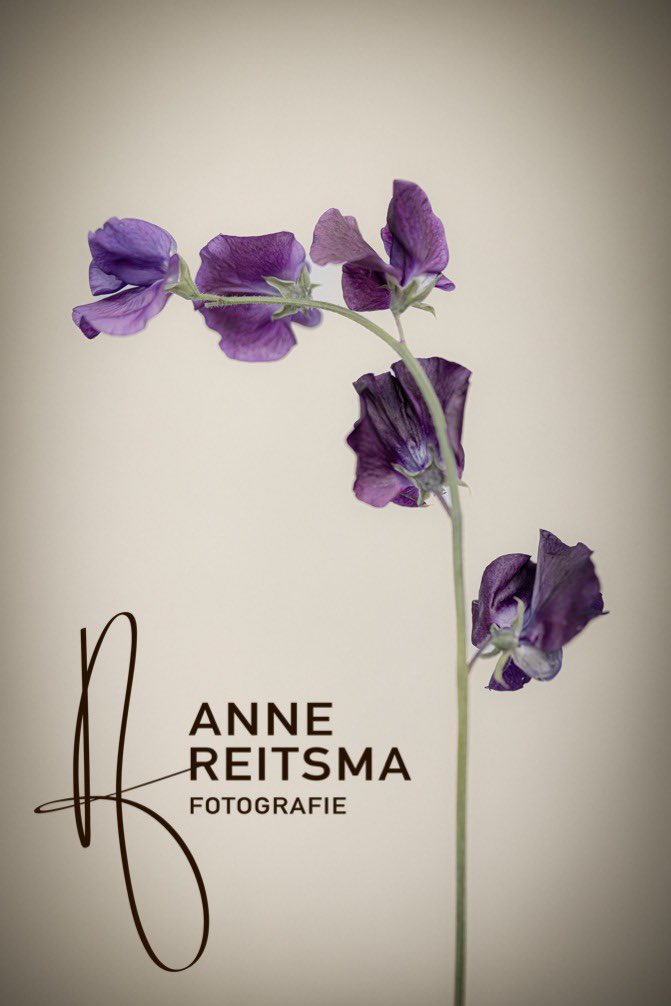 Anne Reitsma 📷 tweet media