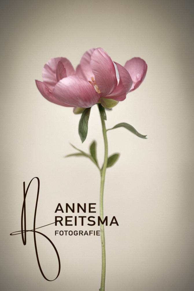 Anne Reitsma 📷 tweet media