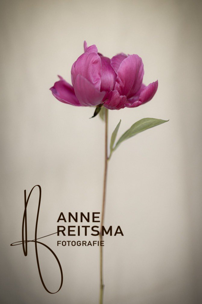 Anne Reitsma 📷 tweet media