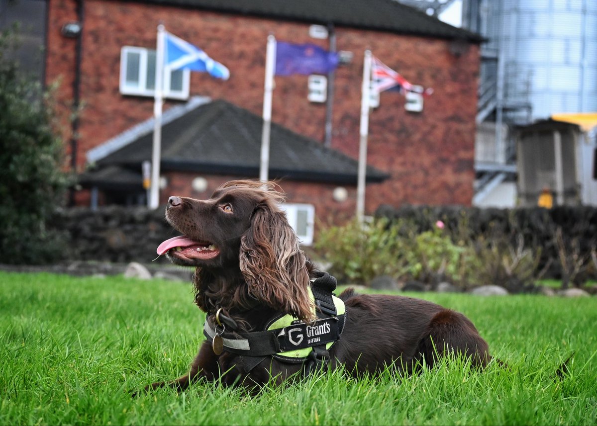 B.W.Y Canine Ltd tweet media