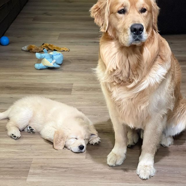 RT
Just me and my little bro 🧍🏼🧍🏼.
He’s a little worn out 🤣!
.
.
#goldenretriever #goldenlife #goldensofinstagram #outcold #energyupdate #brothers #goodboy #cooperandcharlie #bffs