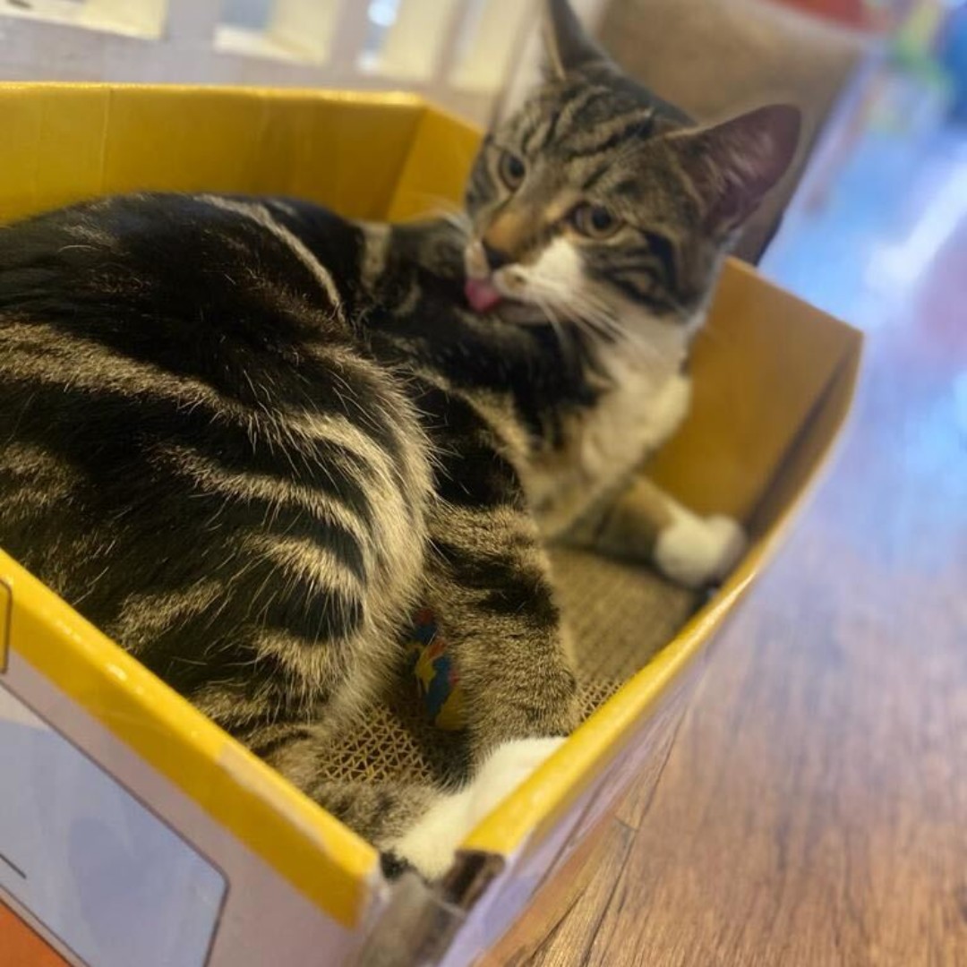 KittyCafeUK1's tweet photo. Whisker Wednesday! What a cutie.... Romeo grooming in our Nottingham Cafe! 🐱
#Nottingham #Nottinghamuni #Nottinghamlife #kittycafe #cats #catsofinstagram https://t.co/XzzQzKNrdv
