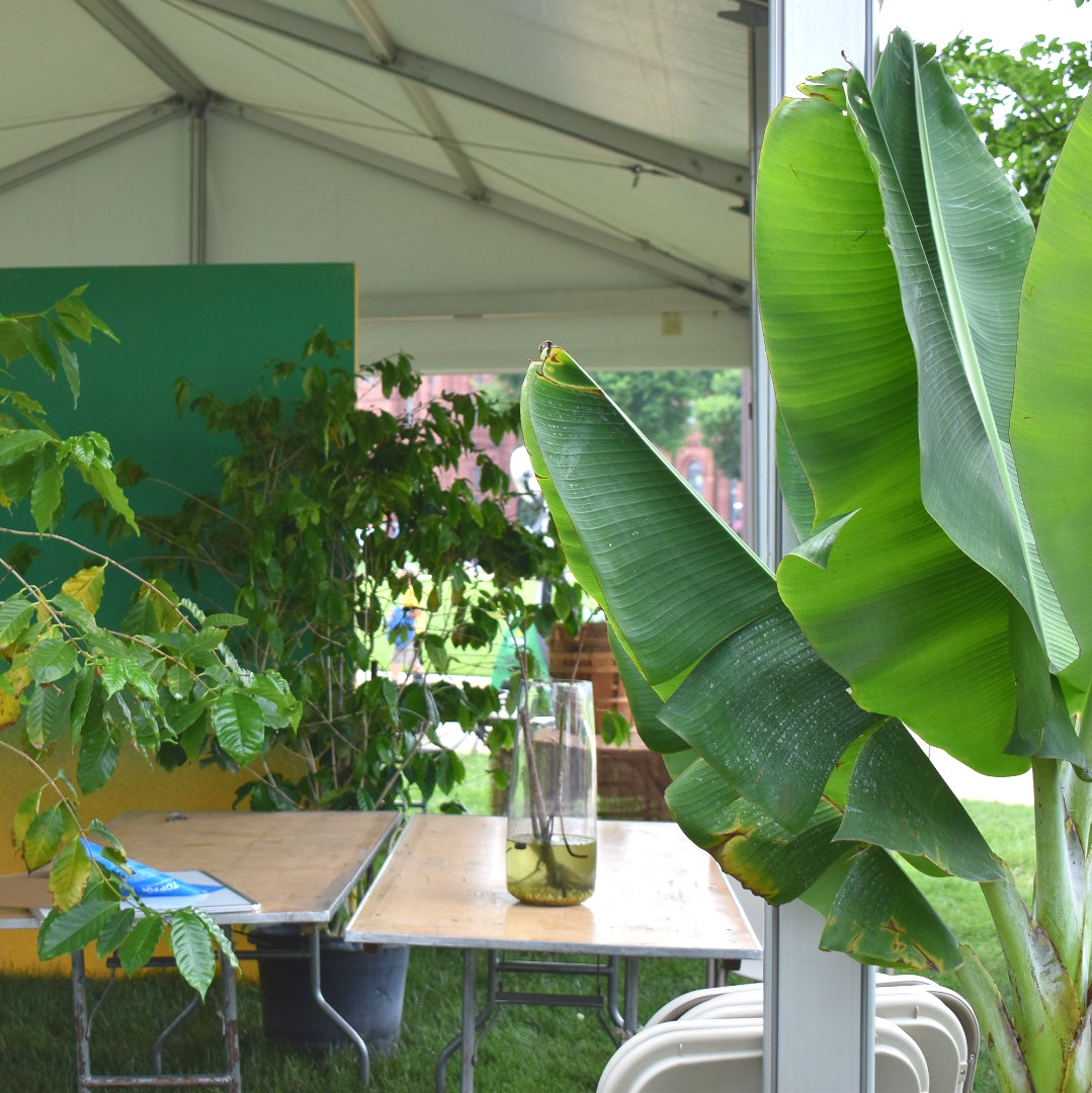 Happy #WorldRainforestDay! We can't fully recreate a jungle on the National Mall for #2022Folklife, but we do have a variety of flora to help inspire discussions about the future of these critical ecosystems! Can you identify any of these plants?