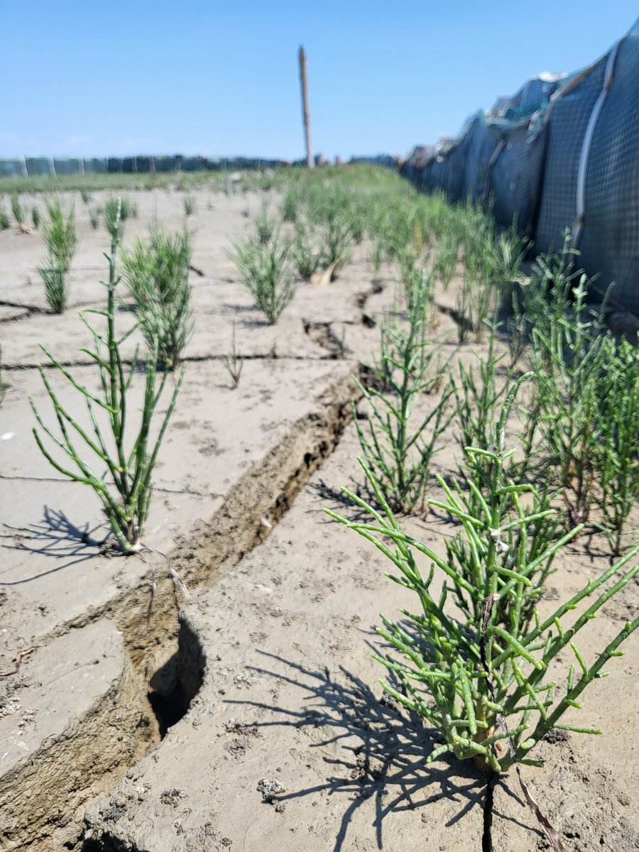 Charlie Mountain tweet media