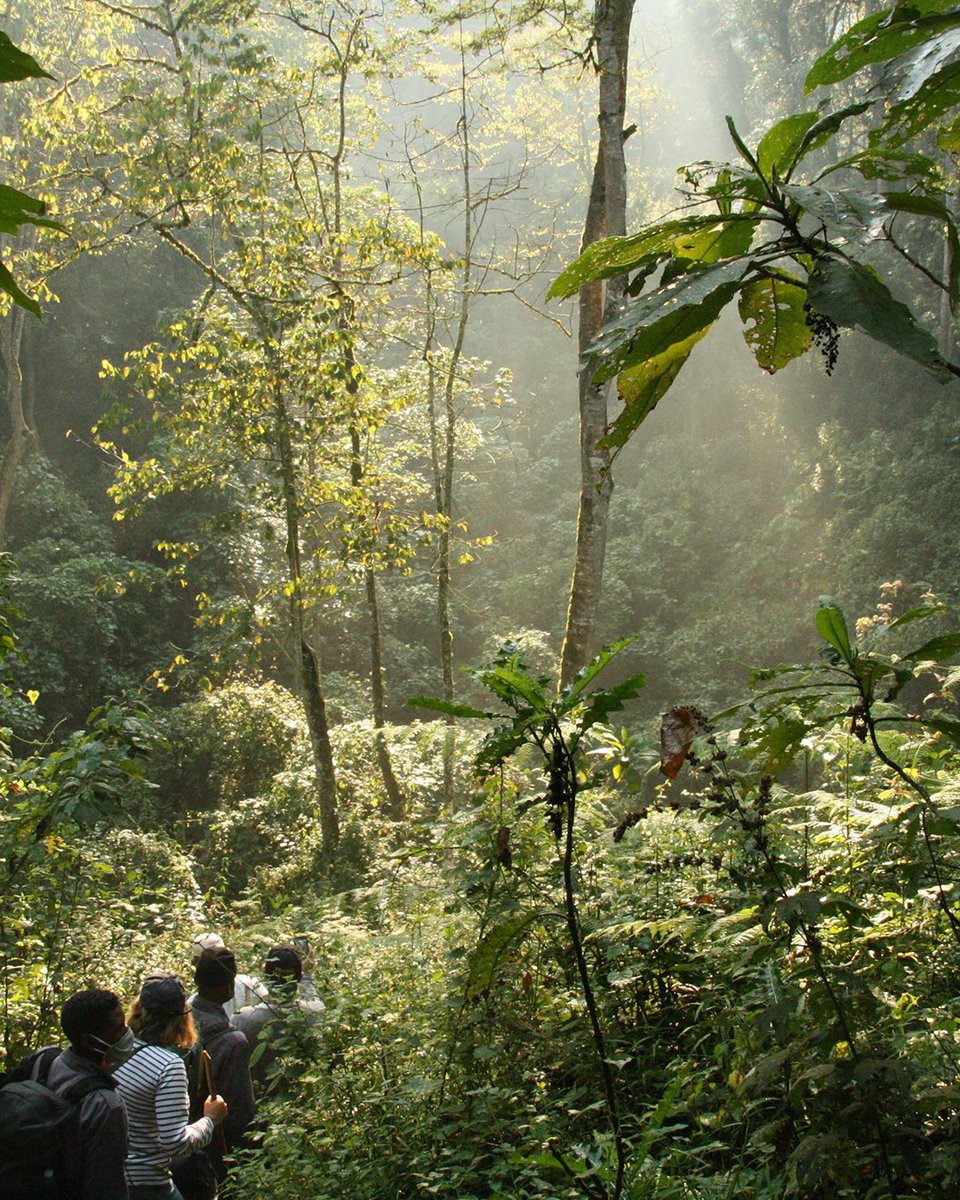 Trekking through the forest... the adventure begins here 🗺 Will you be booking a trip to Uganda? #exploreuganda_uki #UniquelyOurs #UgandaAwaits