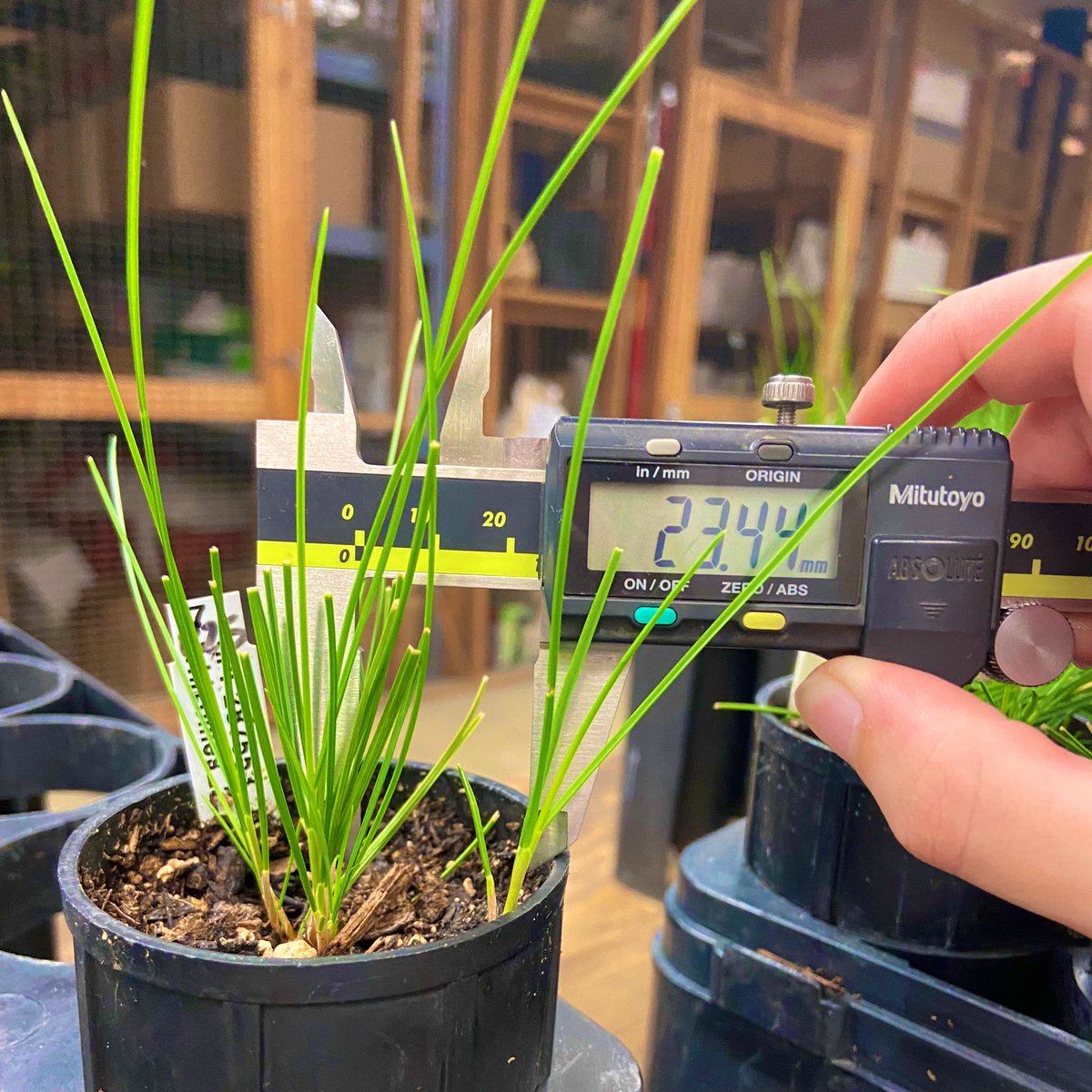 JillTurbeville's tweet image. Big final phenotyping project this week with @MihelichNicole! We are teaming up to look at the results of various photoperiods and their effect on rhizome/tiller growth in select fine fescues @UMNplantbreed @UMNTurf