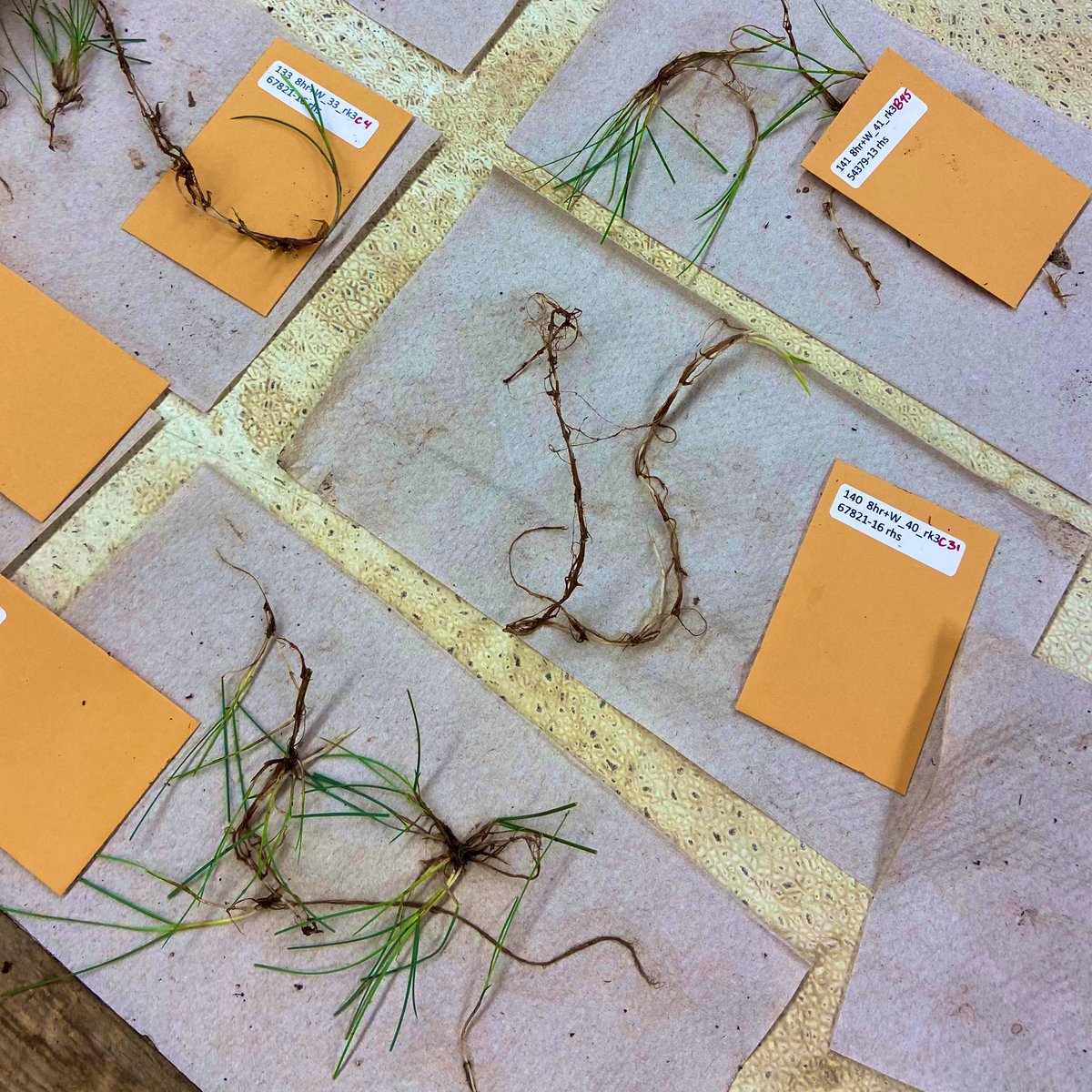 JillTurbeville's tweet image. Big final phenotyping project this week with @MihelichNicole! We are teaming up to look at the results of various photoperiods and their effect on rhizome/tiller growth in select fine fescues @UMNplantbreed @UMNTurf