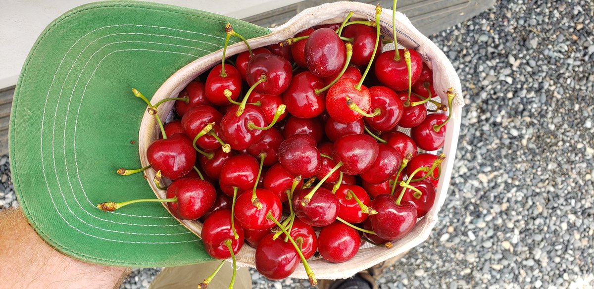 Summer solstice starts with a cap full of cherries 🍒🧢☀️ #cherryseason #cherries #NothingBeatsNWGrown
