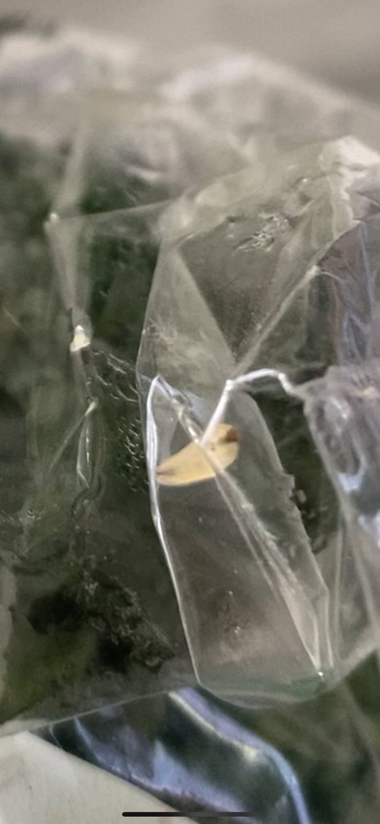 Laurafitz07's tweet photo. @AldiUK 
 not sure what this creepy crawly is in with my broccoli? Looks like a maggot! 🤢 https://t.co/QLVHGjwm81
