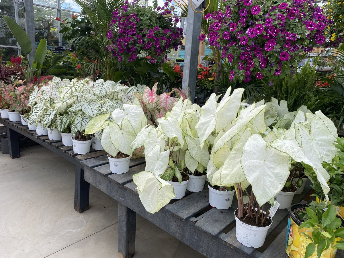 GreenhouseNs's tweet photo. What better way to celebrate the first full day of summer than a trip to @BloomGardenCtr. 😍 #Halifax https://t.co/SsYC4wAYuT