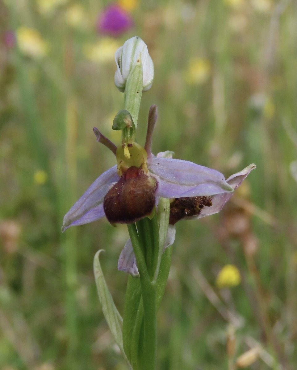 HertsOrchids's tweet photo. Bee Orchids var. bicolour - Pitstone (Buckinghamshire) 22/6/22 @ukorchids @BSBIbotany @BBOWT @Britainsorchids #orchid #orchids #beeorchid #bicolour https://t.co/BspNs2Gkre