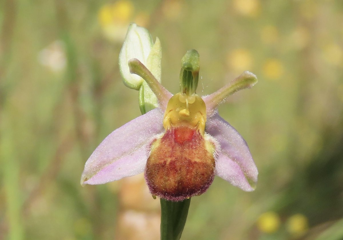 HertsOrchids's tweet photo. Bee Orchids var. bicolour - Pitstone (Buckinghamshire) 22/6/22 @ukorchids @BSBIbotany @BBOWT @Britainsorchids #orchid #orchids #beeorchid #bicolour https://t.co/BspNs2Gkre