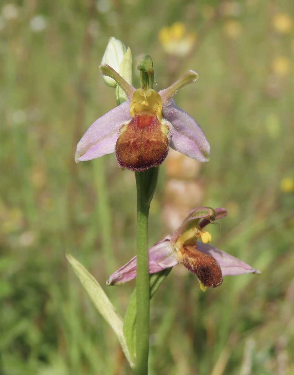 HertsOrchids's tweet photo. Bee Orchids var. bicolour - Pitstone (Buckinghamshire) 22/6/22 @ukorchids @BSBIbotany @BBOWT @Britainsorchids #orchid #orchids #beeorchid #bicolour https://t.co/BspNs2Gkre