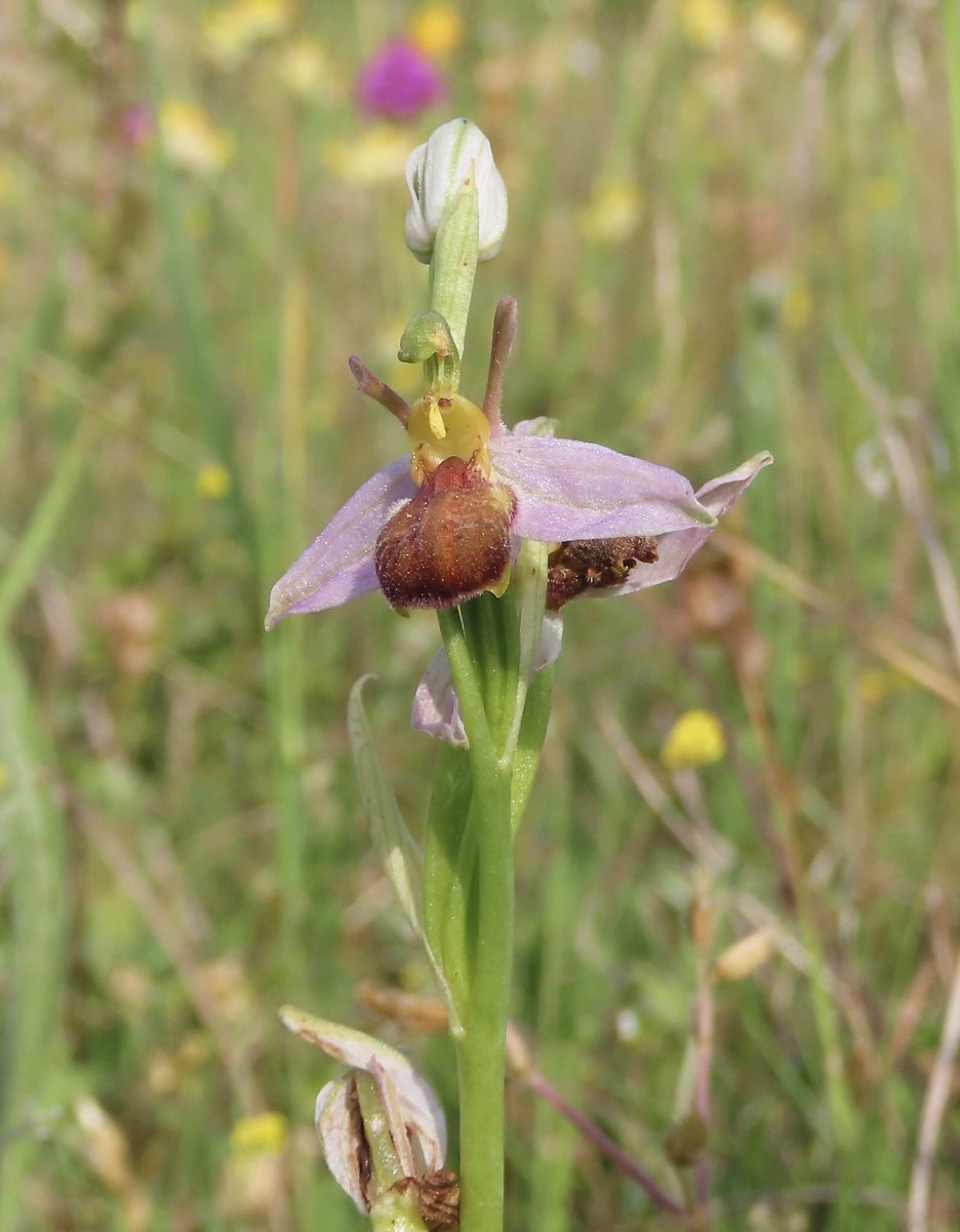 HertsOrchids's tweet photo. Bee Orchids var. bicolour - Pitstone (Buckinghamshire) 22/6/22 @ukorchids @BSBIbotany @BBOWT @Britainsorchids #orchid #orchids #beeorchid #bicolour https://t.co/BspNs2Gkre