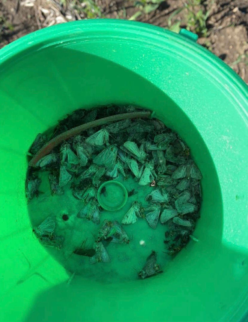 We’ve been monitoring for Bertha Moths on a canola field near a field that was recently canola. We found there is already high pressure in some areas. @GMacsAgTeam @WinFieldCanada #WestCdnAg #WUCacademy