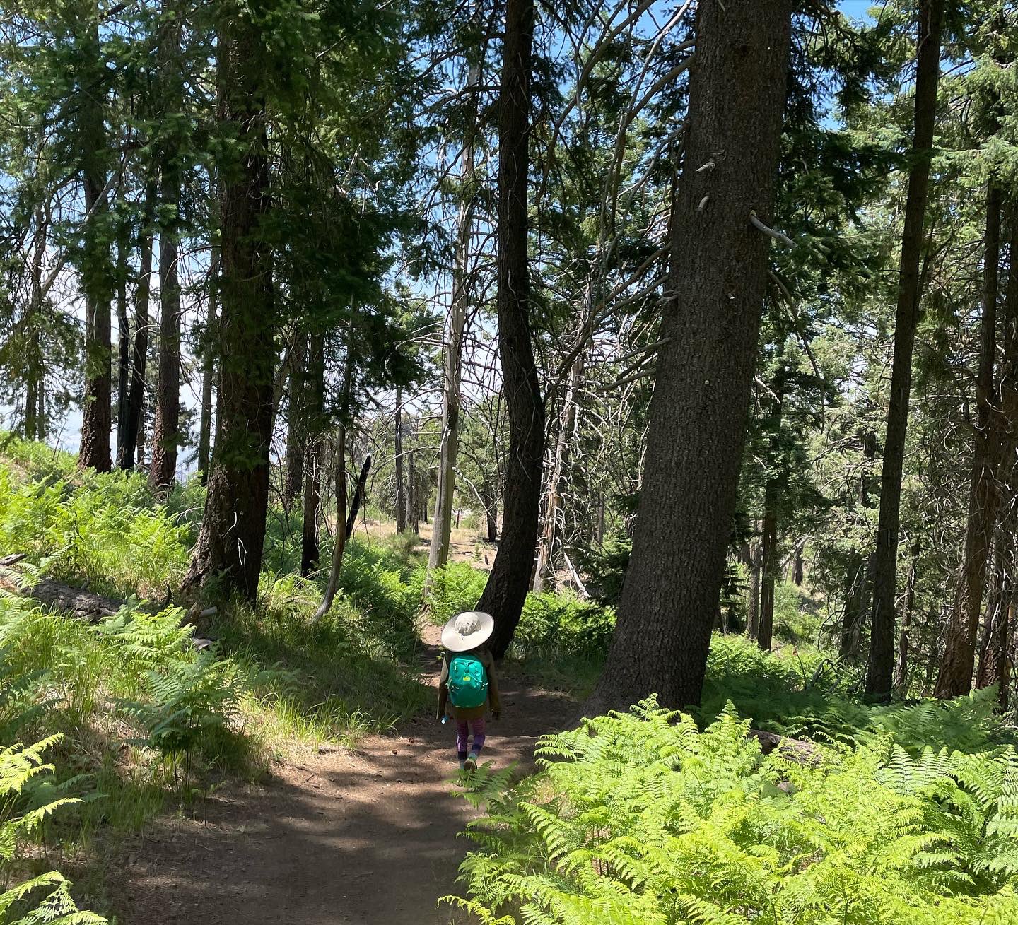 A hike through trees on Mt Lemmon with #idaluna as we say goodbye to Tucson and the mountians nearby.