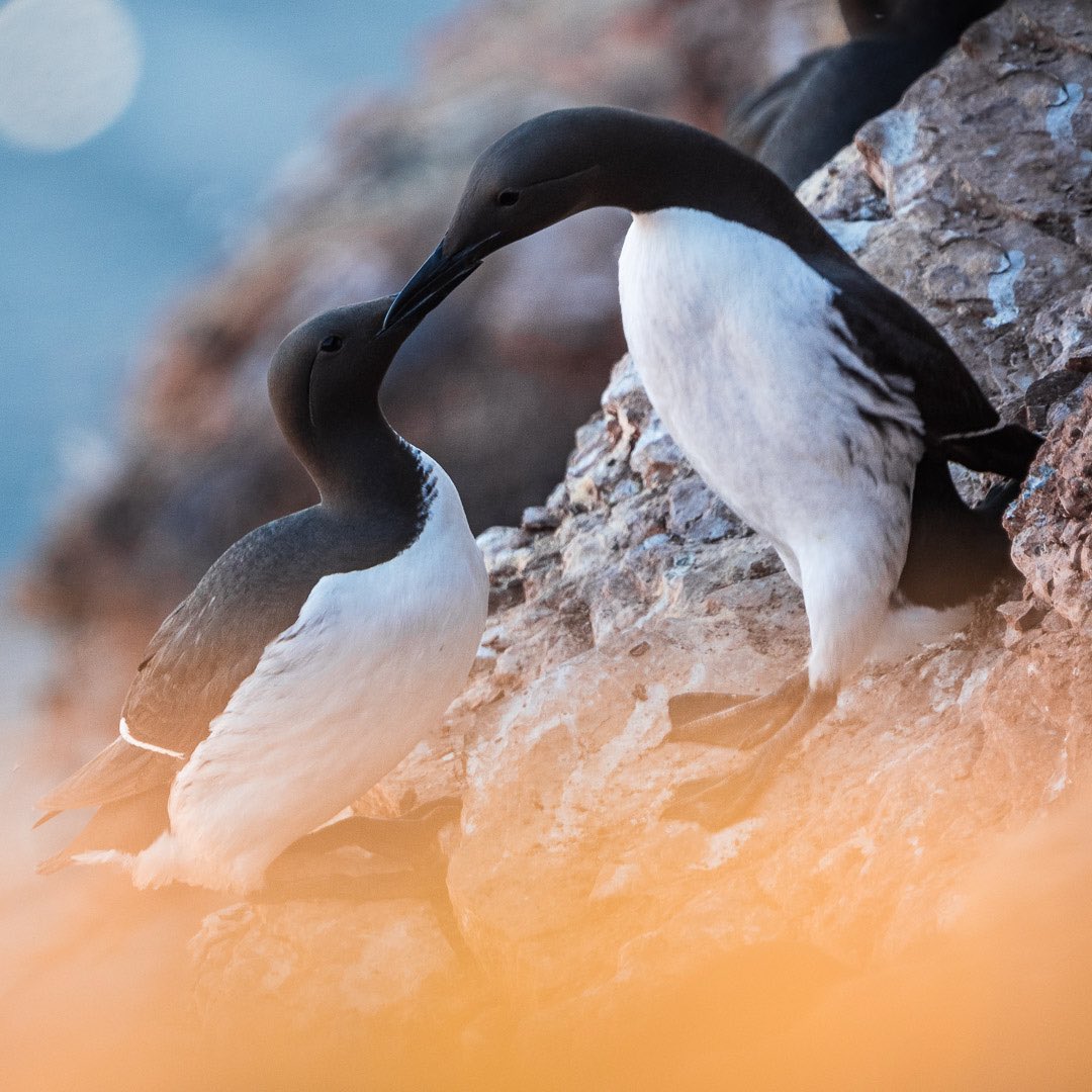 GirlsWhoClick's tweet photo. Heligoland’s “Big Five”: Hello everyone, Lea Milde here on the 3rd day of my GWC takeover.
 
Along the western cliffs of Heligoland, you can find Germany’s sole sea bird breeding rock. This spectacular breeding place has the highest breeding bird density in all of Germany. https://t.co/QZietwAJe6