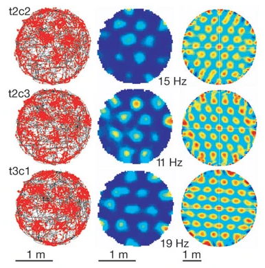 leslievosshall's tweet photo. Often a major scientific discovery can be boiled down to a #singleplot in a paper. @HaftingFyhnLAB @MayBrittMoser, @EdvardMoser discover the Grid Cell. Neurons that keep track of where you are in space, like a tiny GPS in your brain. PMID: 15965463 https://t.co/BGzXoSIQuj