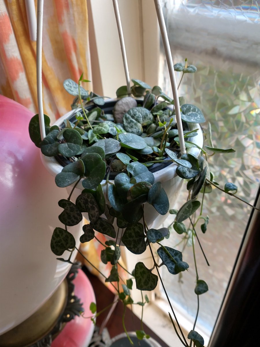 LightBringer50's tweet photo. #Stringsofthings #stringofturtles #stringofhearts #hoyaLineraris https://t.co/uj3ZSgXnrH