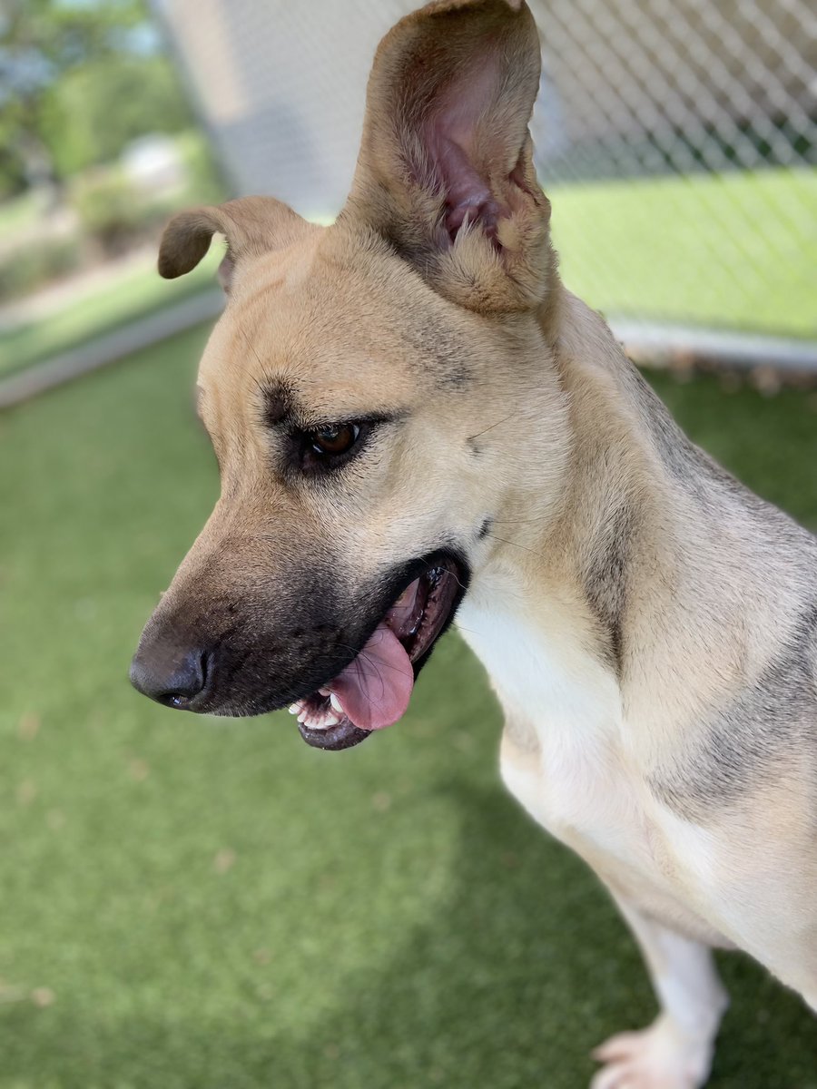 Mark Schnyder (@markschnyder) on Twitter photo Lots of new dogs showing up <a href="/CityArlington/">City of Arlington, Texas- Animal Services</a> and they are so beautiful, playful and sweet! Adopt: arlingtontx.gov/animals Lots of new dogs showing up <a href="/CityArlington/">City of Arlington, Texas- Animal Services</a> and they are so beautiful, playful and sweet! Adopt: arlingtontx.gov/animals