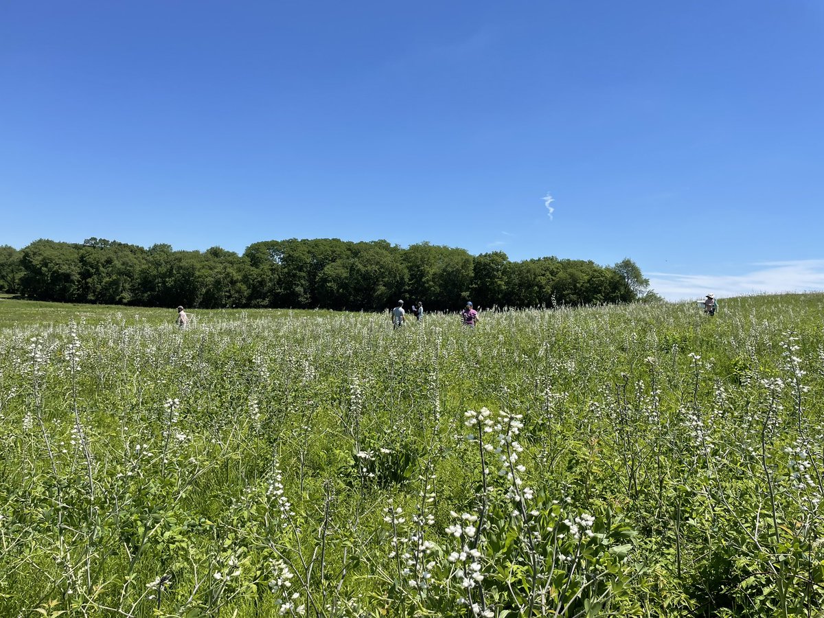 jmasterbell's tweet photo. Another lovely day @Nachusa with @DocHPJones, @BarberEcology and @WSwingley. The Baptisia alba was looking particularly good in this field and I caught the rarely seen phenomenon of three corers in one quadrat. https://t.co/rRsLbZfLWc