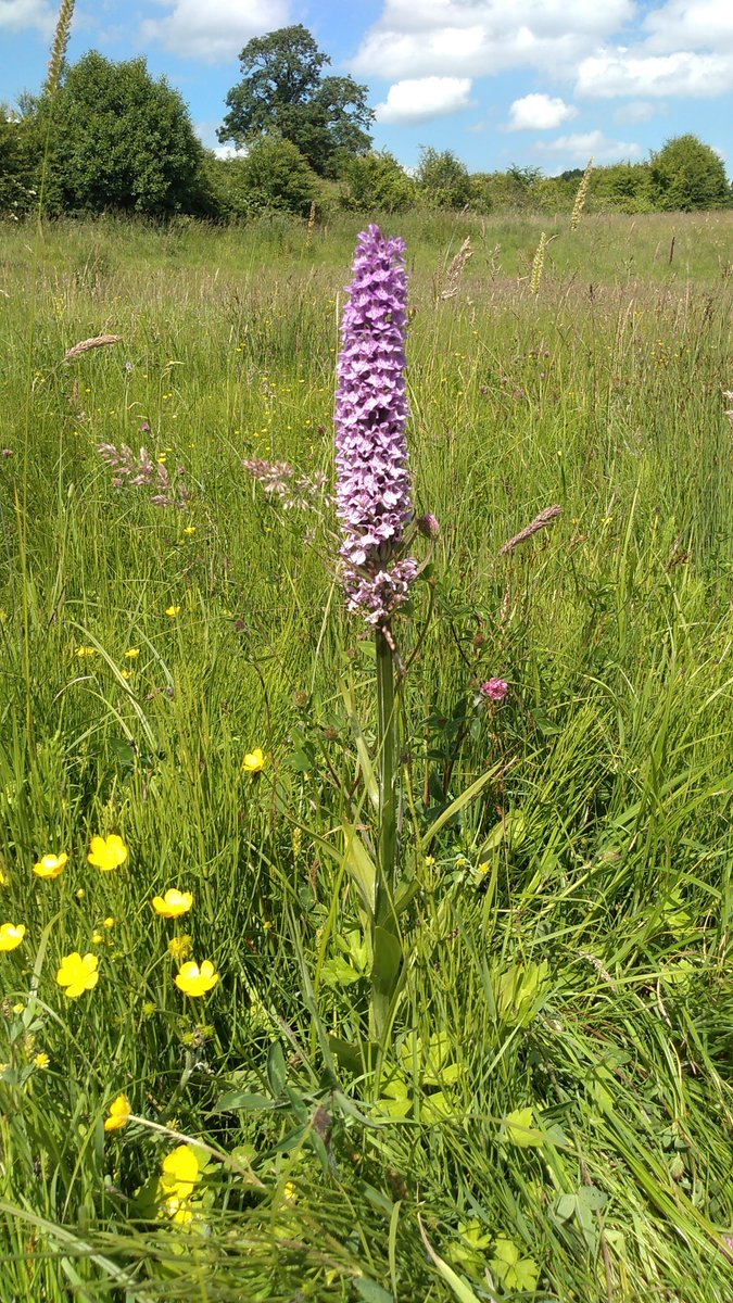 Shropshire Botany tweet media