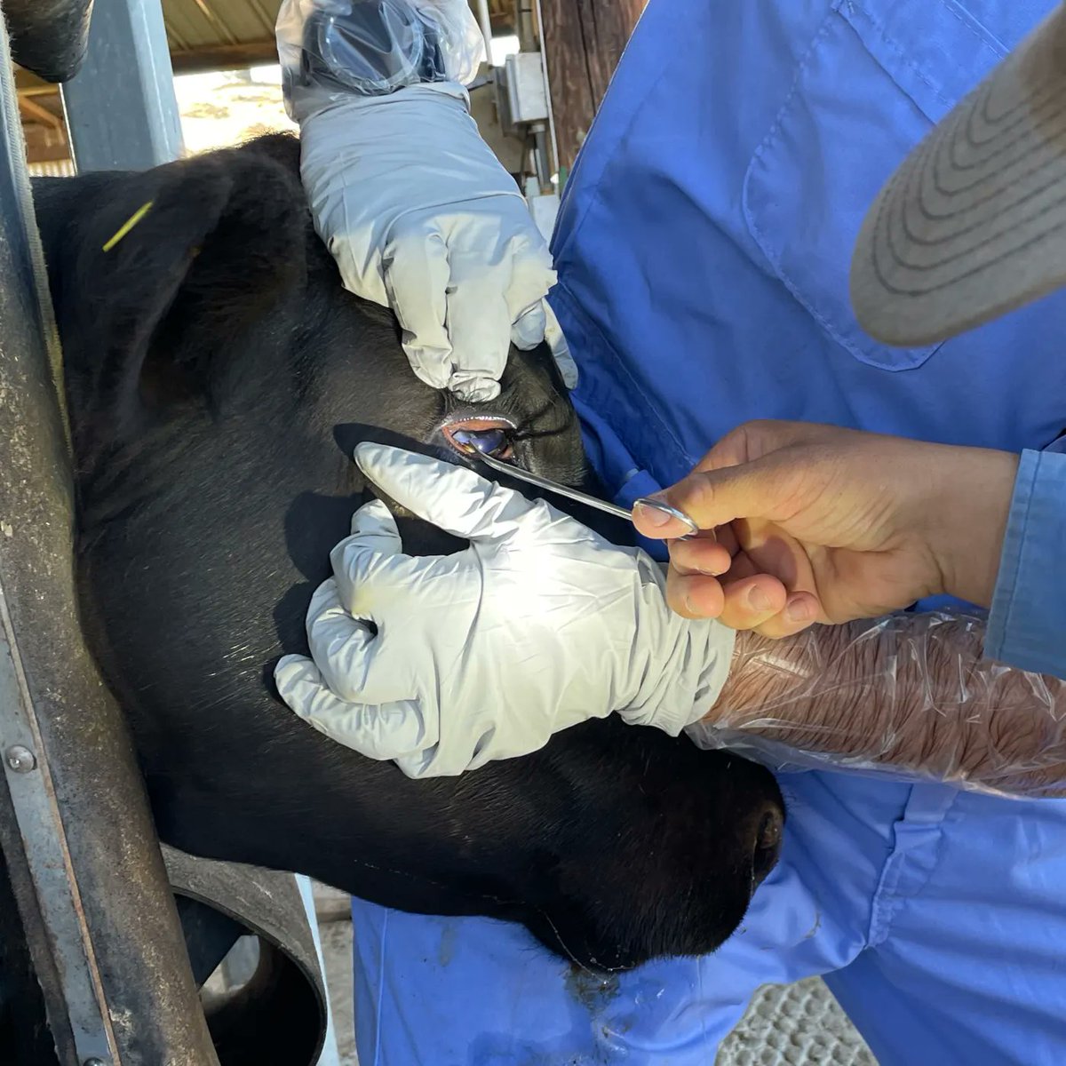 Sierra Foothill Research and Extension Center tweet media