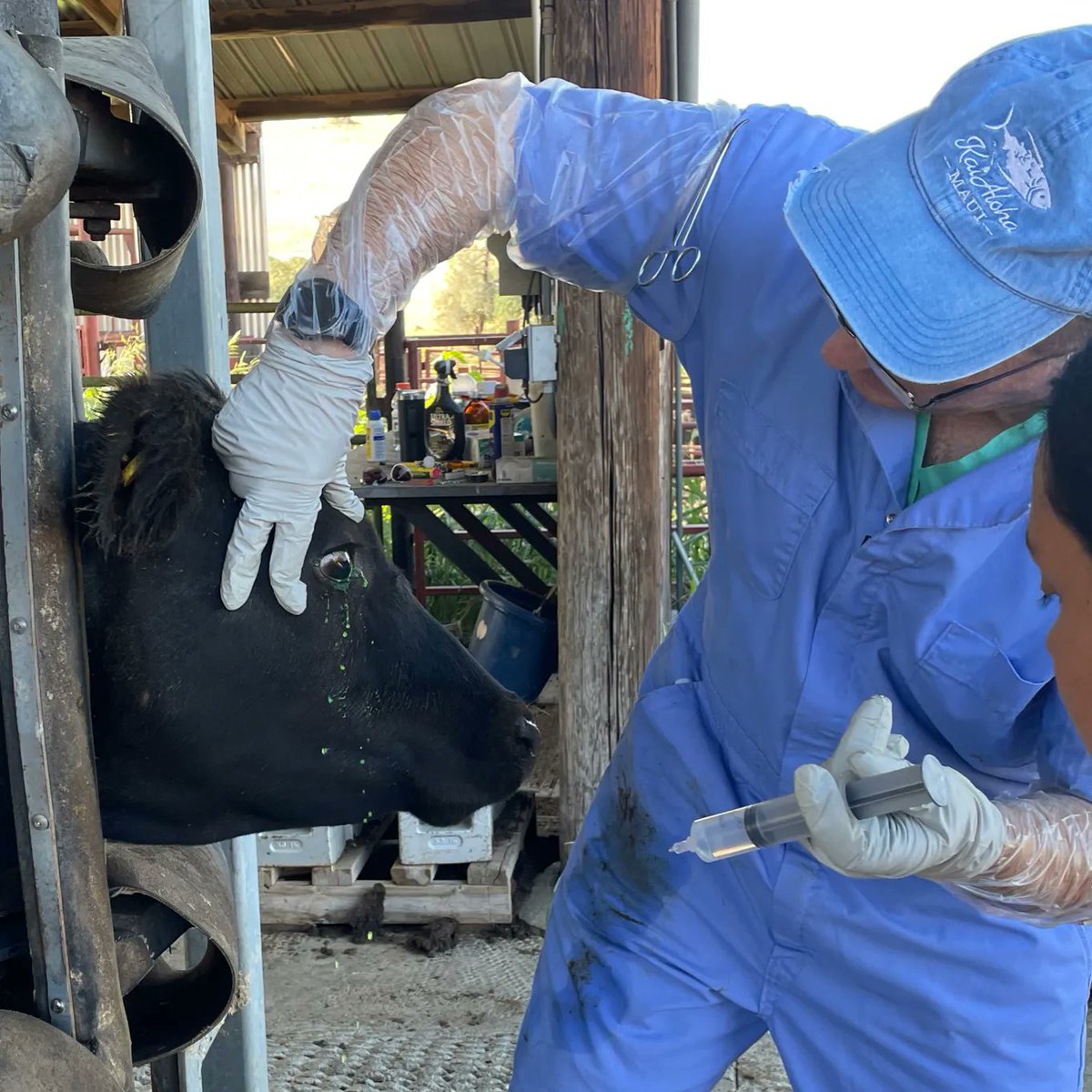 Sierra Foothill Research and Extension Center tweet media
