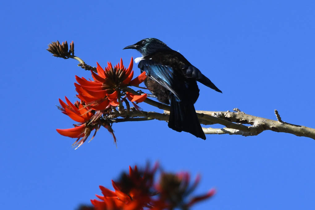 Tui time.

At Takarunga (Mt Victoria), Devonport, Auckland.

#tui #tuitime #ourAuckland #VisitAuckland #DevonportNZ #DevonportVillage #NikonNZ
