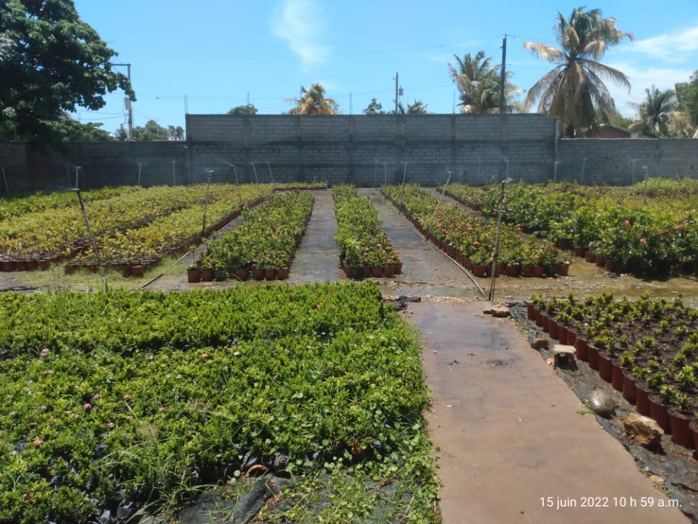 AttisClaudy's tweet photo. La floriculture ! https://t.co/64x0rC0Zs0