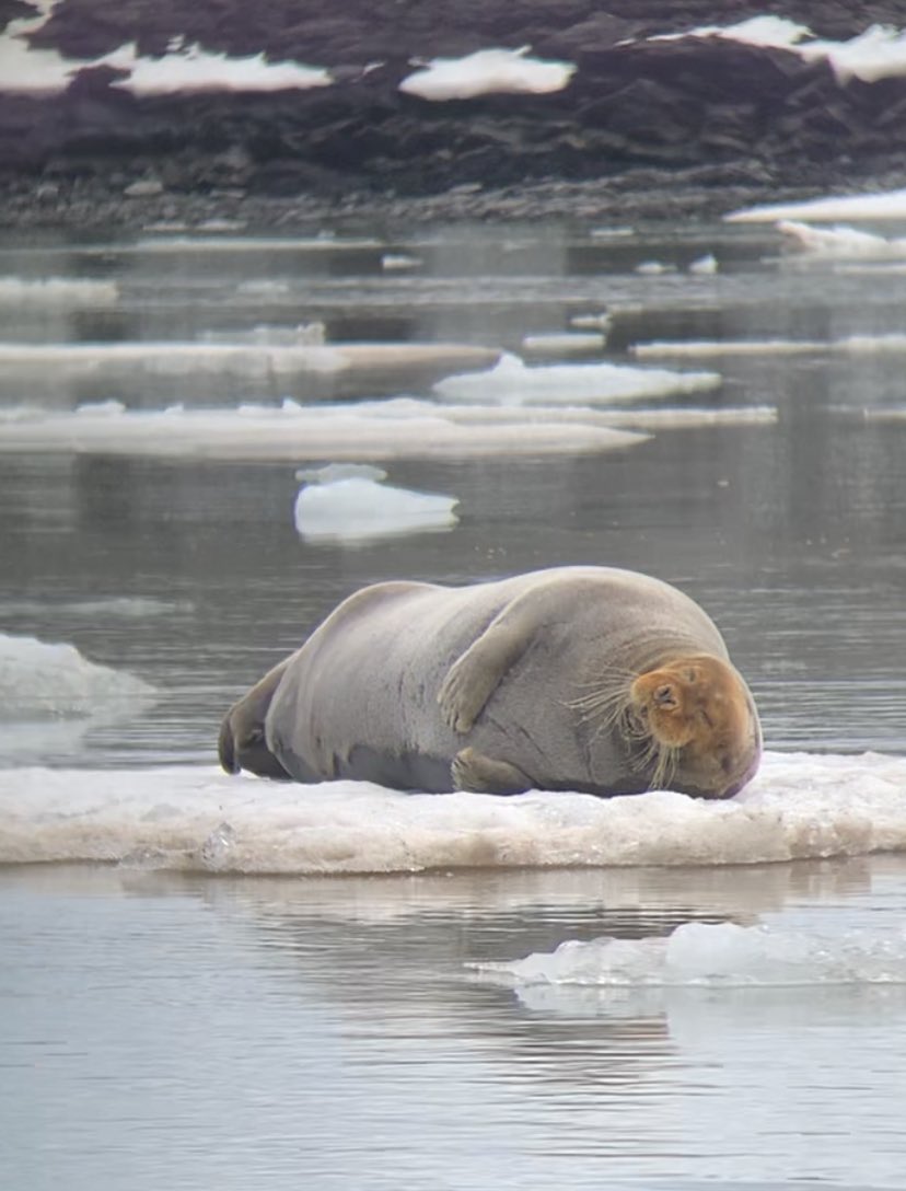 HazeloftheShire's tweet photo. Bearded seals are utterly gorgeous; Fantastic encounter with this stunner today! #Pinnipeds #Seals #ExpeditionGuide #Svalbard #Spitsbergen https://t.co/pVzpmUb1Ko