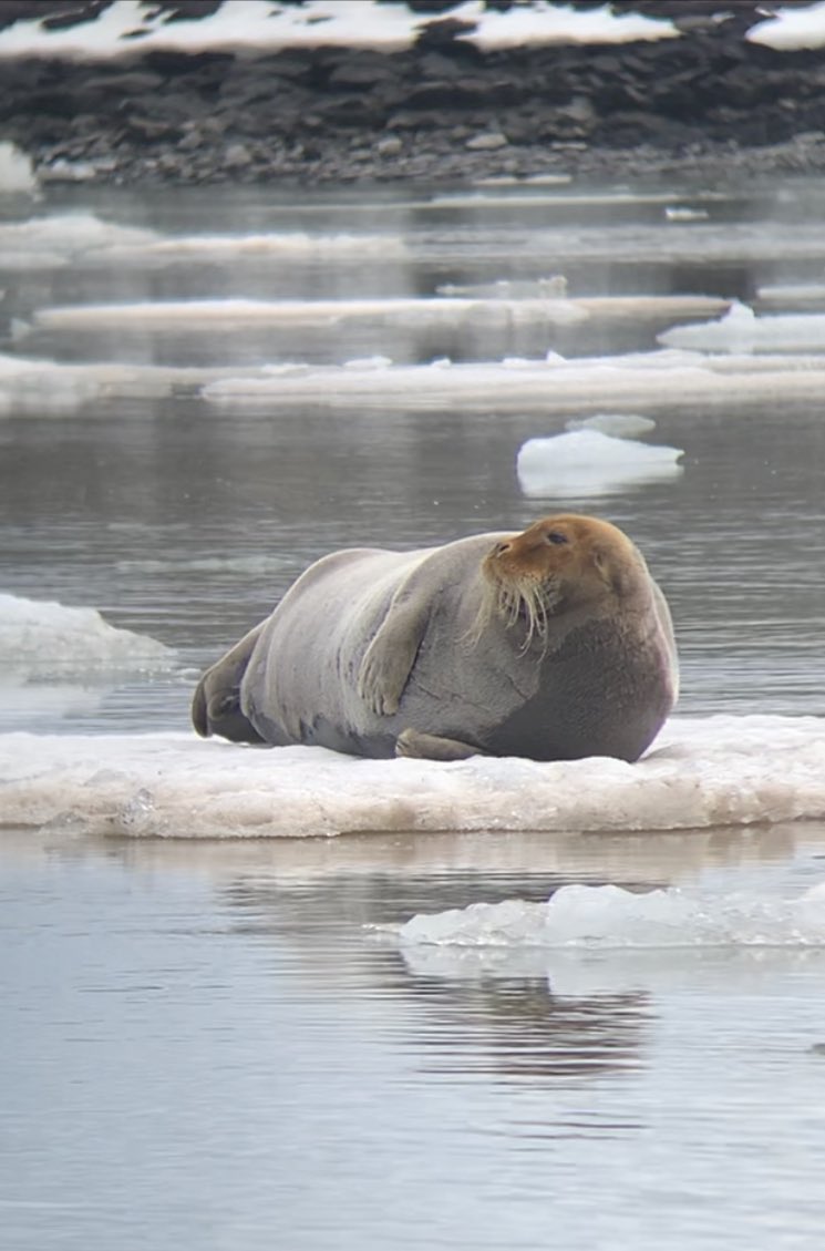 HazeloftheShire's tweet photo. Bearded seals are utterly gorgeous; Fantastic encounter with this stunner today! #Pinnipeds #Seals #ExpeditionGuide #Svalbard #Spitsbergen https://t.co/pVzpmUb1Ko