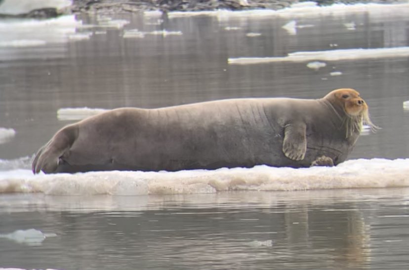 HazeloftheShire's tweet photo. Bearded seals are utterly gorgeous; Fantastic encounter with this stunner today! #Pinnipeds #Seals #ExpeditionGuide #Svalbard #Spitsbergen https://t.co/pVzpmUb1Ko