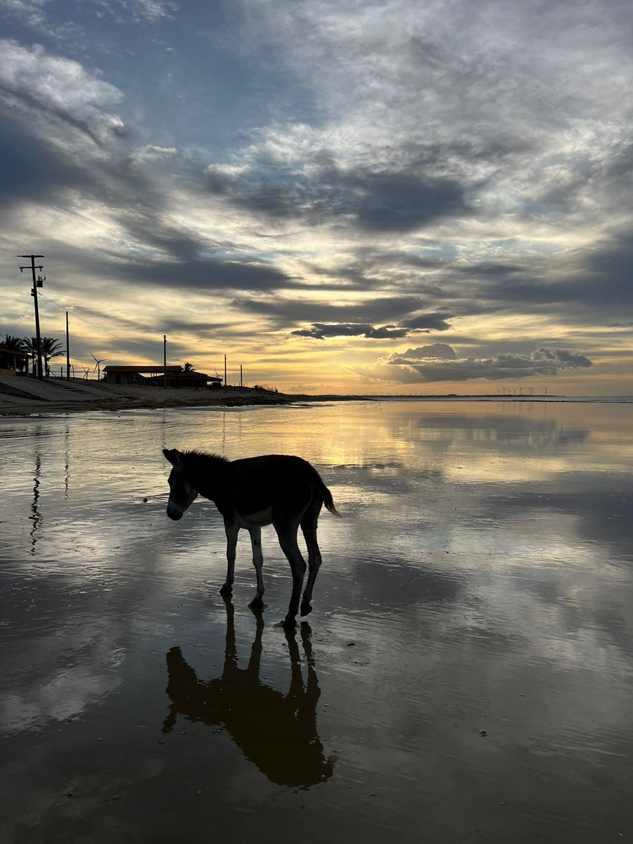 CariaErica's tweet photo. Gente eu estou na maior correria, n estou conseguindo responder todos, então galera da rifa, pfv envie dm, por lá eu vejo todas. 
Me pediram p salvar esse jumento ferido na praia, vou tentar.
Falta 380,00 e pagamos o aluguel 🙏🏽
10,00 a rifa
Pix: ericadecariaa@gmail.com https://t.co/4TC1V0mPMA