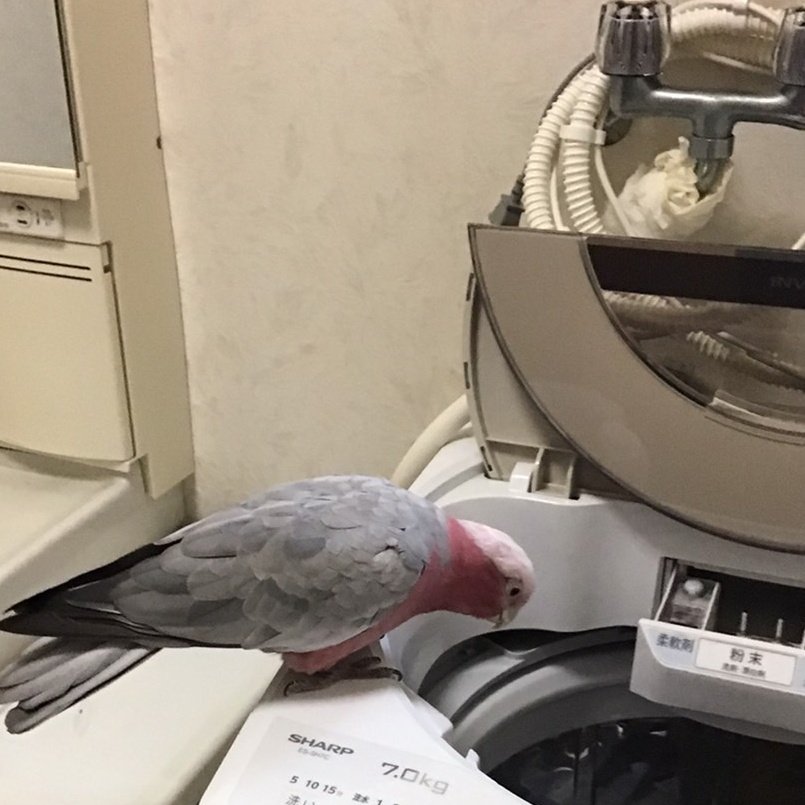 Sumomogalah's tweet photo. すももさん、洗濯機に興味しんしんです。巣作りしたいのかなあ。 https://t.co/AQj5gRRP7U