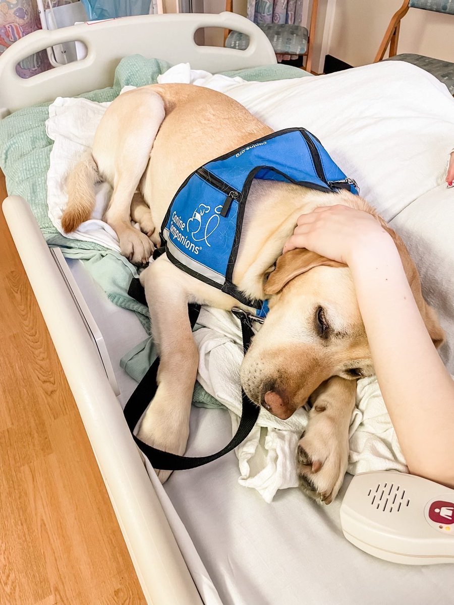 dog_rates's tweet photo. This is Olaf. He works as a companion pup at a children's hospital. Likes to snuggle with his friends when they need a hug, giving them courage when they need it most. 14/10 https://t.co/UA6ej7nbP6