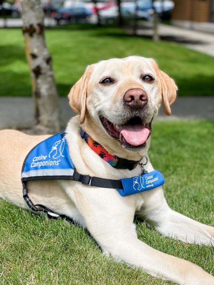 dog_rates's tweet photo. This is Olaf. He works as a companion pup at a children's hospital. Likes to snuggle with his friends when they need a hug, giving them courage when they need it most. 14/10 https://t.co/UA6ej7nbP6