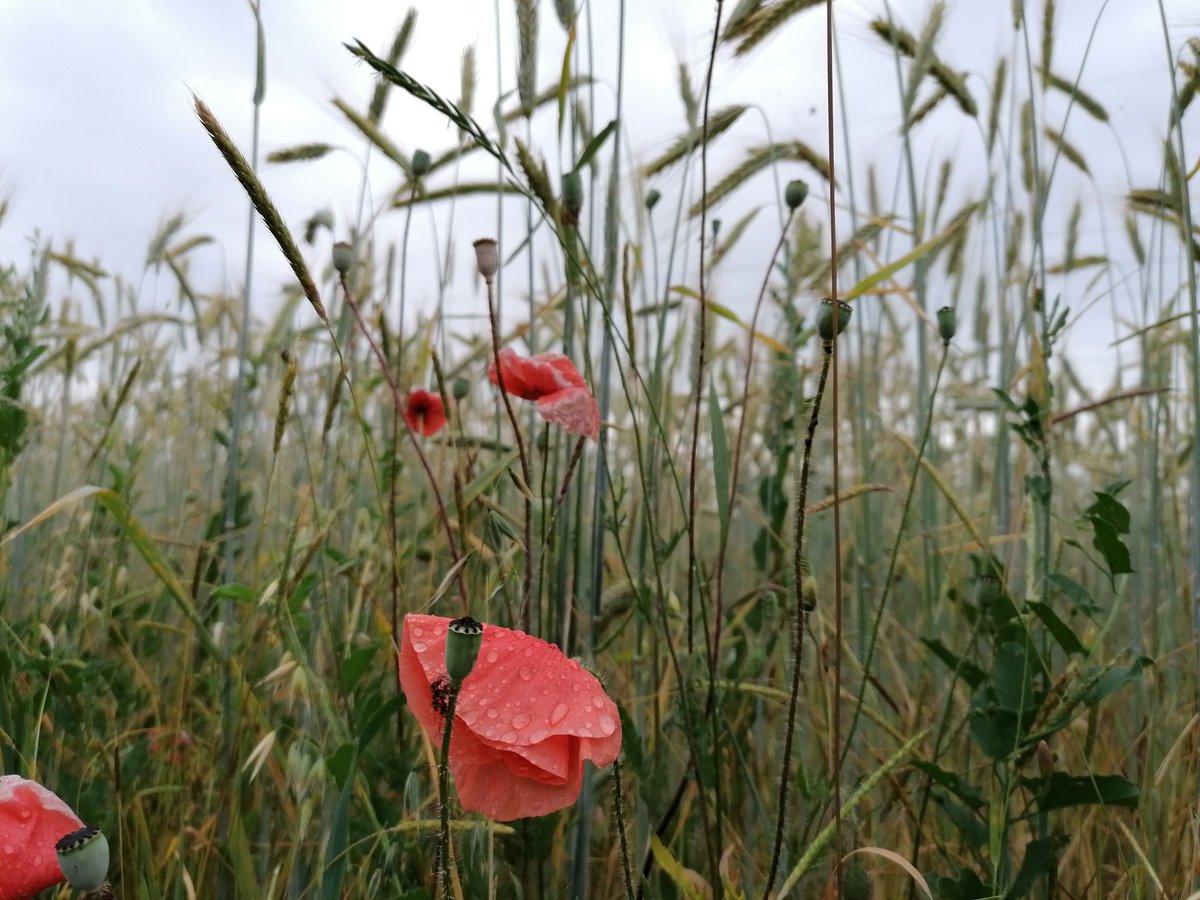 "Hallo Herbst, ich denke an dich",
sagt der erste Sommertag.