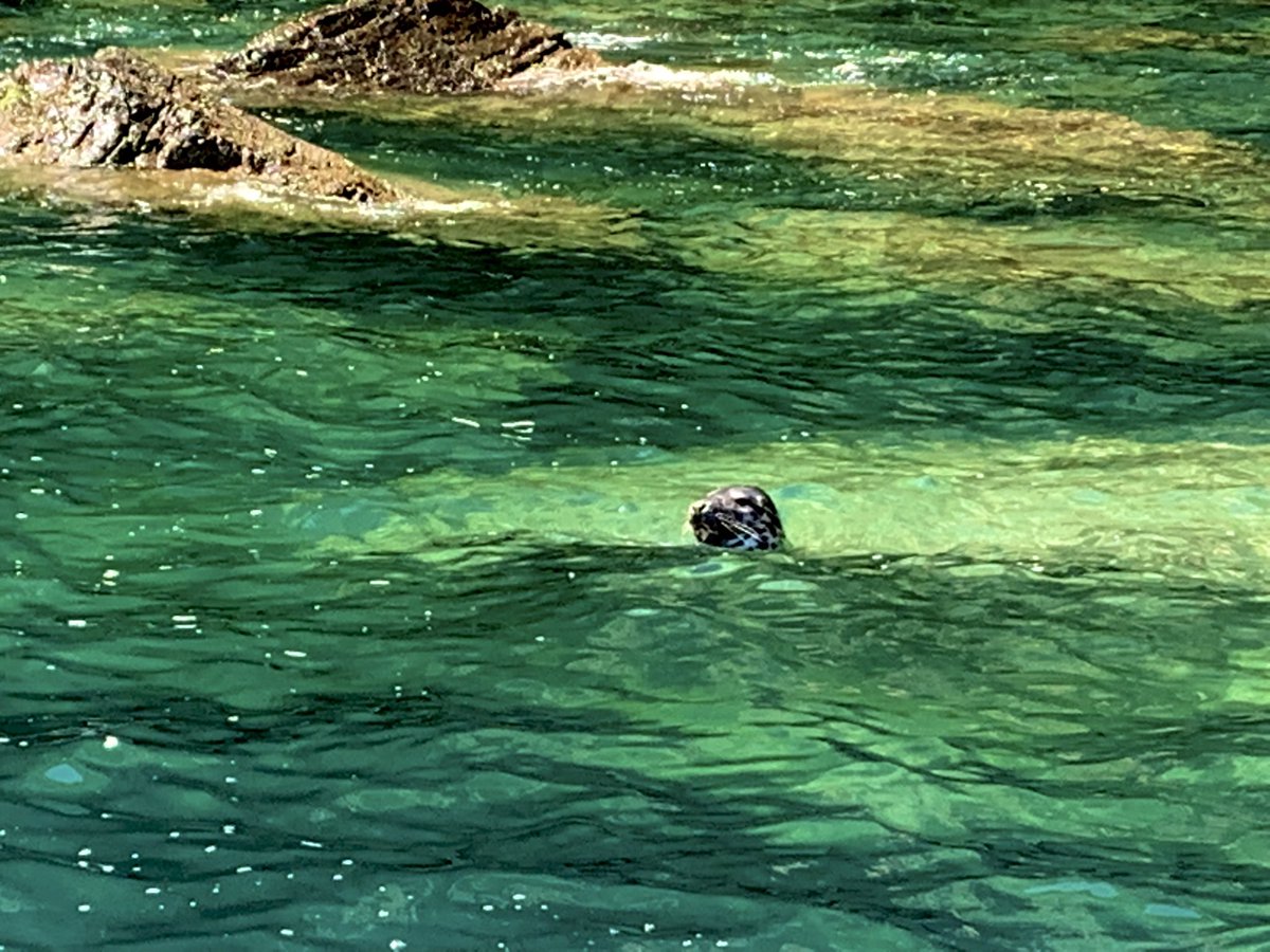 The colour of the water at the moment is gorgeous and makes a beautiful backdrop to this gorgeous little female Atlantic grey seal. #seal #sea #marinewildlife #ramseyisland #visitwales #visitpembrokeshire #falconboats #boattrips @theshedporthgain