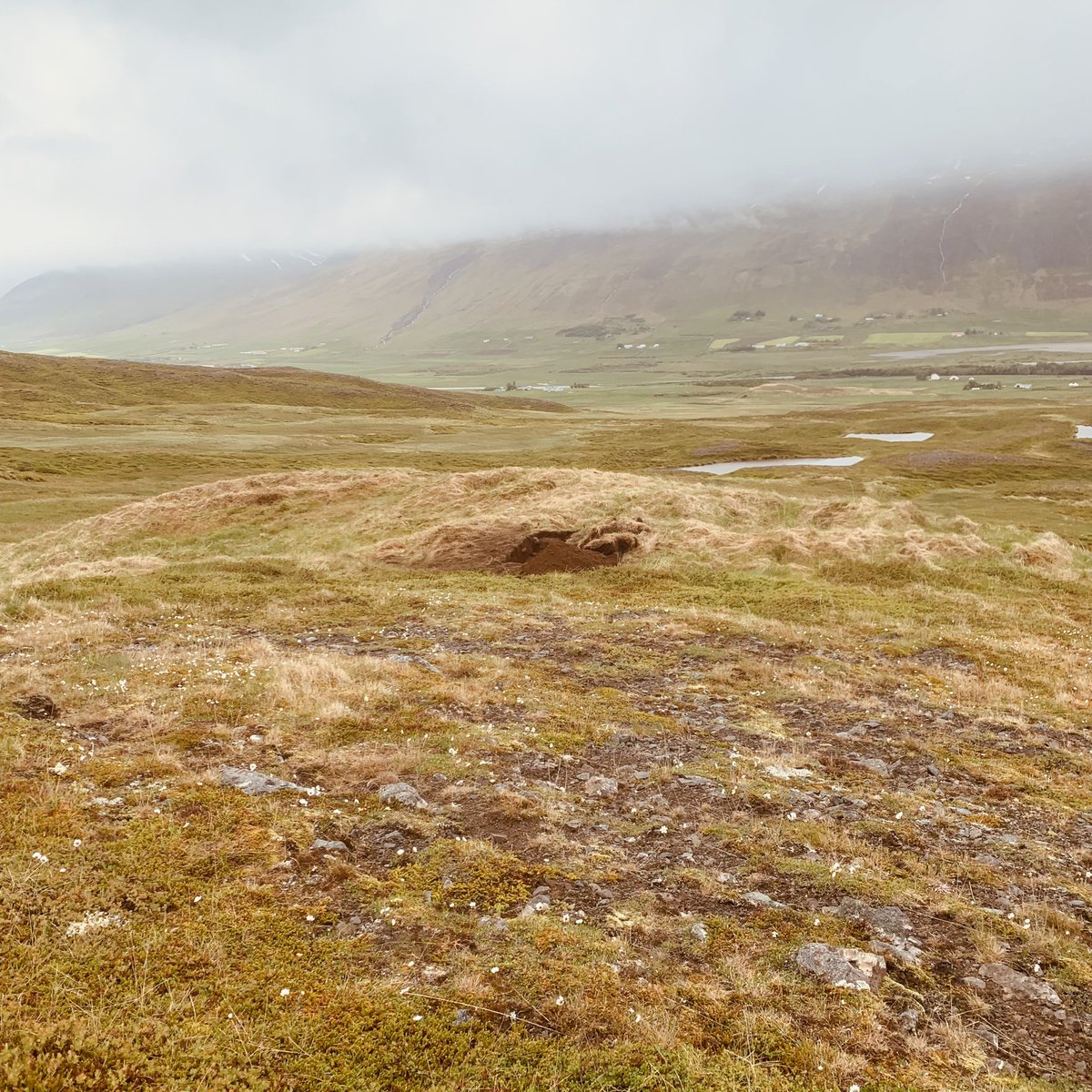Today’s sheiling … Sökkusel. A great site with a good view over wet meadow and a small enclosed grazing area behind the sheiling. Our excavation focused on the main structure, with an interesting series of turf walls. <a href="/Transhumice/">The rise and fall of transhumance in Iceland</a>