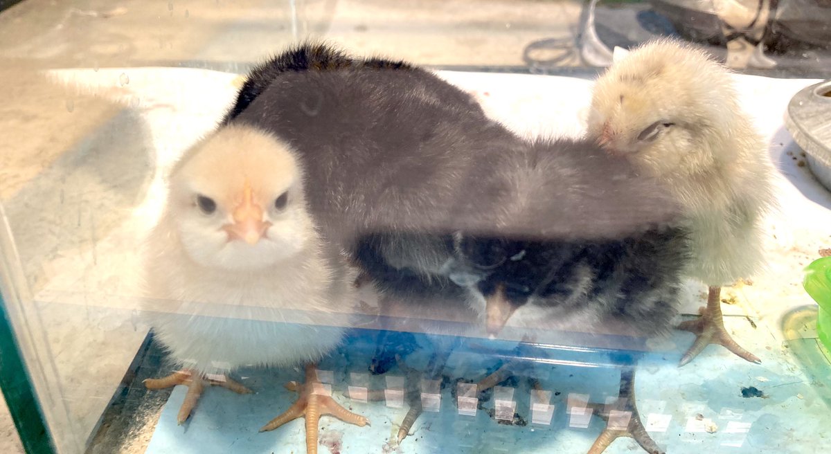 TeigHeather's tweet photo. My grade 3 class is very appreciative of our super awesome principal for getting us all set up to hatch some chicks this month. It has made for a very exciting last week of school and a great wrap up to our Life Cycles science unit. Thanks Mr. Wilson! 🐥🐥 @DayslandS @weswils5 https://t.co/nIl49Jjhv2