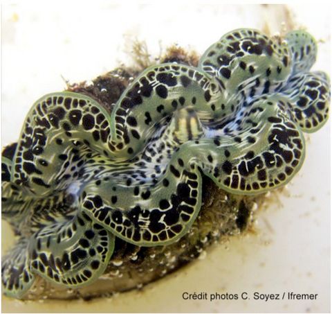 GlobalChangeBio's tweet photo. ICYMI
Molecular mechanisms of acclimation to long‐term elevated temperature exposure in marine symbioses
@mobetterhome @j_leluyer @Ifremer_fr @NOAA_AOML @criobe_pf #giantclam #globalwarming #LabexCORAIL #climatechange
https://t.co/FdYy6JSS7v https://t.co/QD0GDed7bW