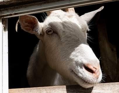 TevaLand's tweet photo. "Smile" can help us! Please use Amazon Smile for all of your online purchases.  Select Tevaland Farm Inc as the non-profit organization you want to help. It's a simple way to make a difference for rescued animals 🙏 We are so grateful for your continued support! ❤️ #smileamazon https://t.co/dSDEGR8svI