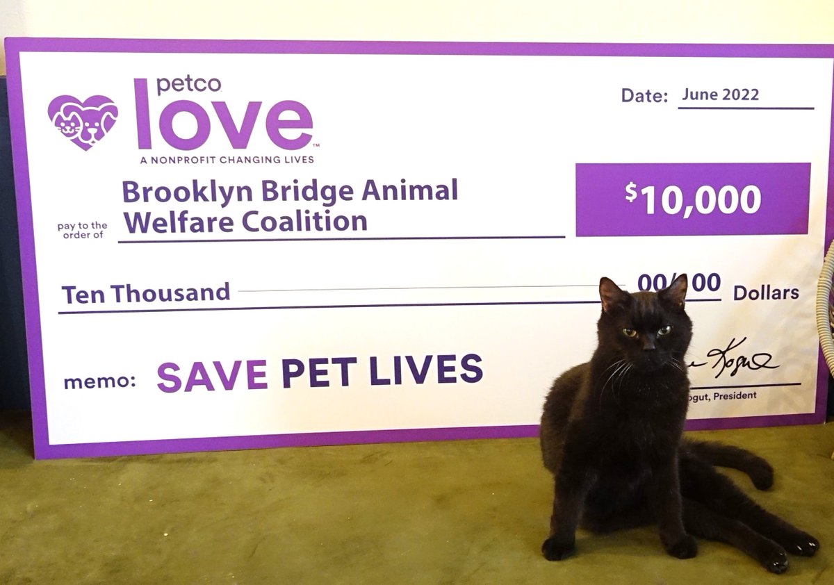 BBAWC's tweet image. Admiral Smokey Moonpie and all of the cats at @catcafebk thank @petcolove for this lifesaving investment. It's kitten season and this funding will help us help independent rescuers who are on the streets of NYC saving cats' lives.