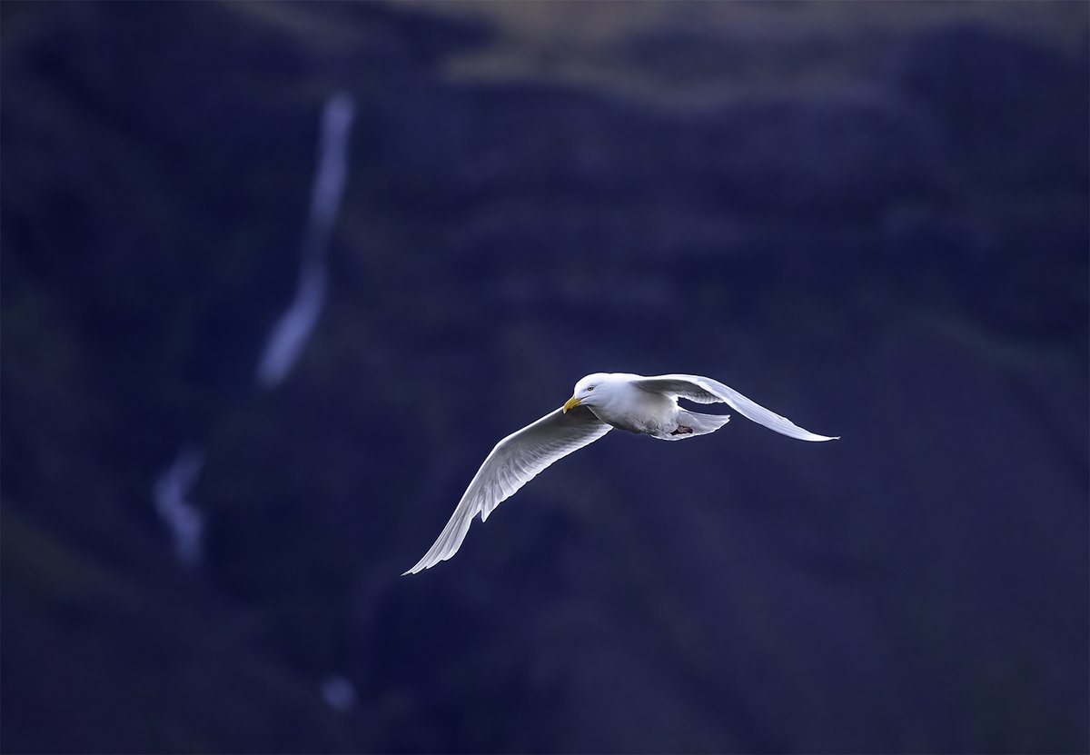 We leave Iceland with this image of a glaucous gull against a waterfall. It says it all for this wildlife nut. There's a surprise waiting around the next corner. Hopefully to return one day. #NaturePhotography #nature #birds #birdphotography #wildlifephotography #bird #gulls